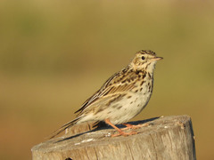 Anthus correndera
