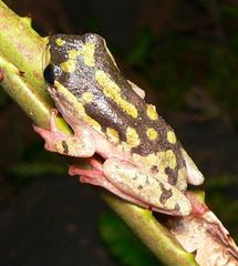 Hyperolius marmoratus marmoratus
