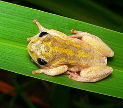 Hyperolius marmoratus marmoratus