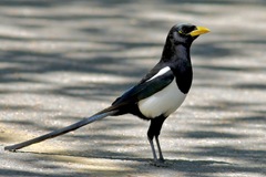 Yellow-Billed Magpie photo 2