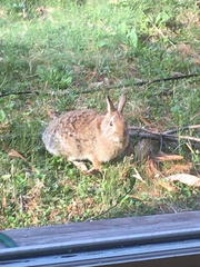 Sylvilagus floridanus