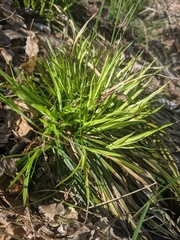Carex backii