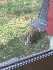 Sylvilagus floridanus