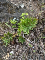 Doryopteris decipiens