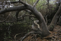 Hippomane mancinella