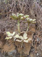 Echeveria penduliflora