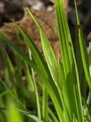 Carex backii