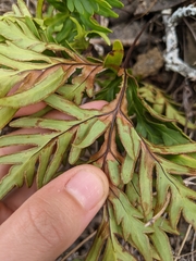 Doryopteris decipiens