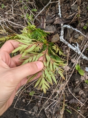 Doryopteris decipiens