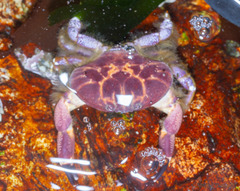 Paraxanthus barbiger