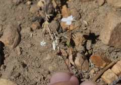 Leptosiphon breviculus