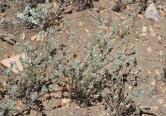 Cryptantha juniperensis