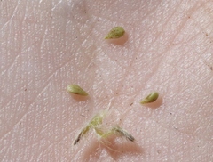 Cryptantha juniperensis