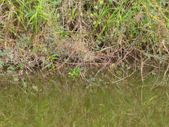 Anax guttatus