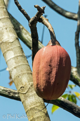 Pseudobombax munguba