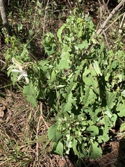 Spiranthera odoratissima