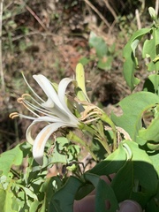 Spiranthera odoratissima