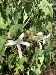 Spiranthera odoratissima