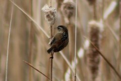 Cistothorus palustris plesius