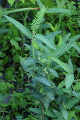 Aeschynomene indica