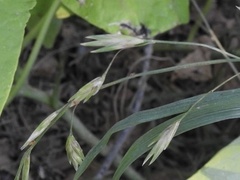 Bouteloua dactyloides