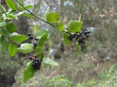 Xylosma spiculifera