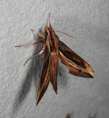 Xylophanes pyrrhus