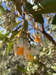 Styrax ferrugineus