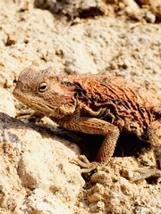 Phrynosoma braconnieri