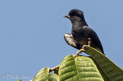 Chelidoptera tenebrosa
