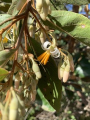 Styrax ferrugineus