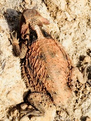 Phrynosoma braconnieri