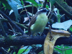 Pitangus sulphuratus