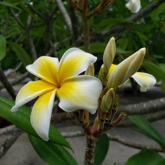 Plumeria obtusa
