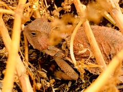 Phrynosoma braconnieri