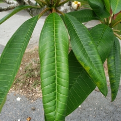 Plumeria obtusa