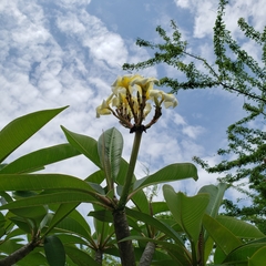 Plumeria obtusa