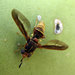 Agave Fly - Photo (c) Katja Schulz, some rights reserved (CC BY)