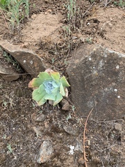 Dudleya pulverulenta