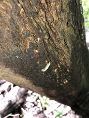 Episemasia
