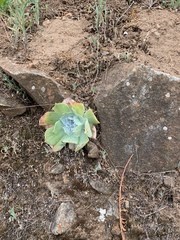 Dudleya pulverulenta