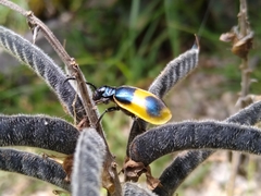 Monocesta ducalis