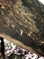 Episemasia
