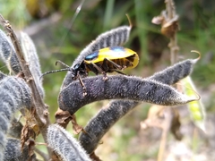 Monocesta ducalis