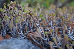Sedum liebmannianum
