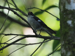 Atlapetes leucopterus