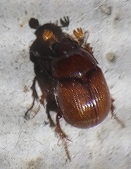 Odonteus