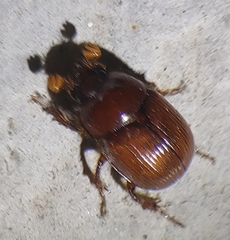 Odonteus