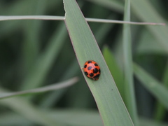 Coelophora bissellata