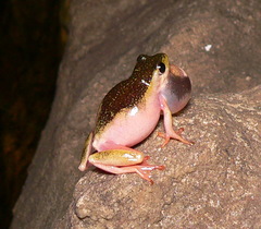 Hyperolius marmoratus marmoratus